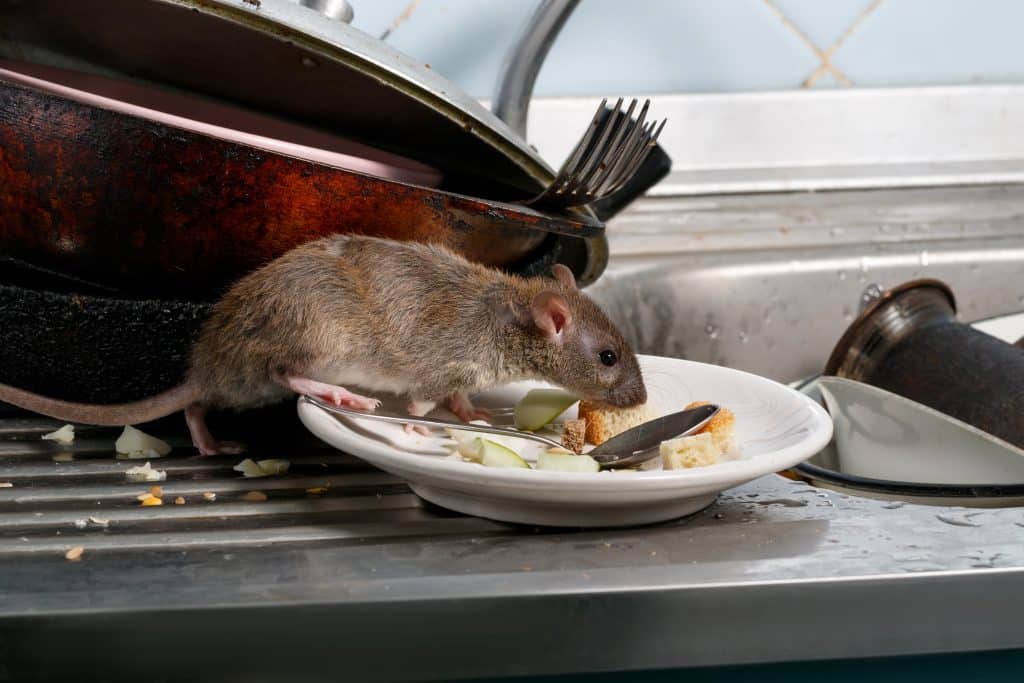 Comment éliminer définitivement les rats d'une maison ?